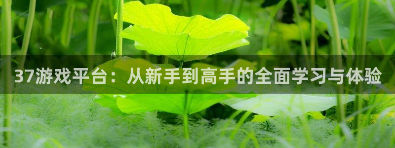 杏宇娱乐总代理：37游戏平台：从新手到高手的全面学习与体验